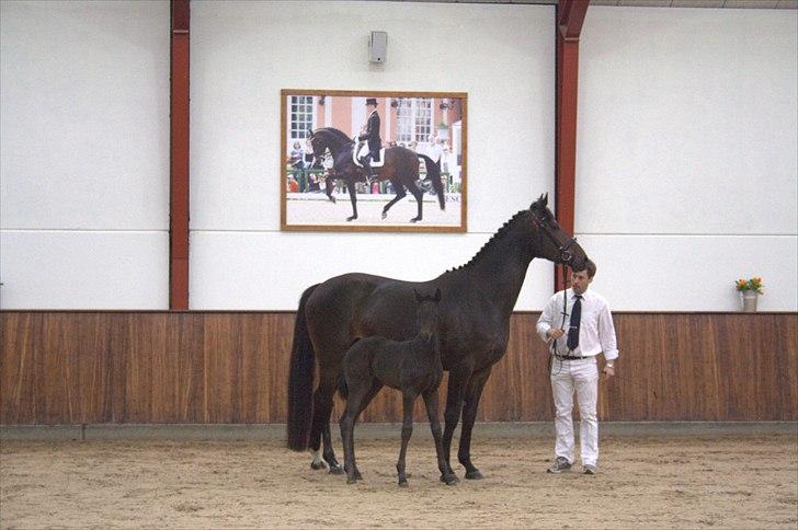 Hingste fremvisning hos Andreas Helgstrand billede 141
