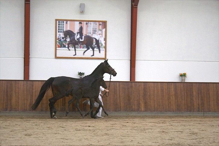 Hingste fremvisning hos Andreas Helgstrand billede 142