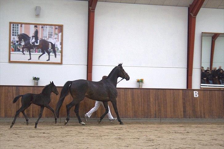 Hingste fremvisning hos Andreas Helgstrand billede 143