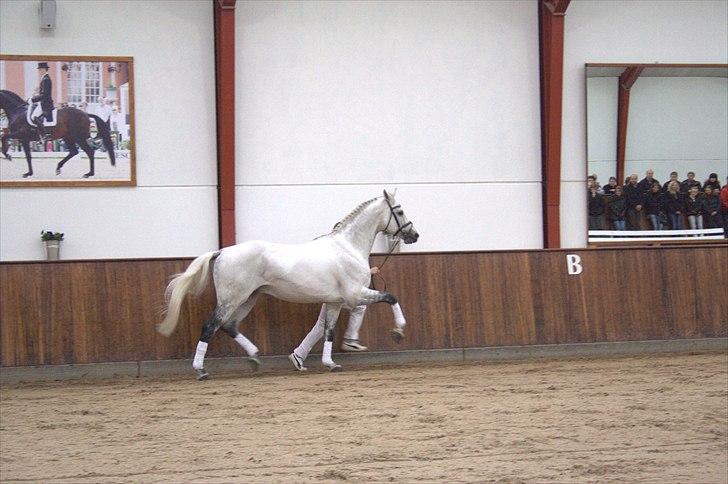 Hingste fremvisning hos Andreas Helgstrand - Min absolutte favorit hingst! :-D.

Campbell. billede 144
