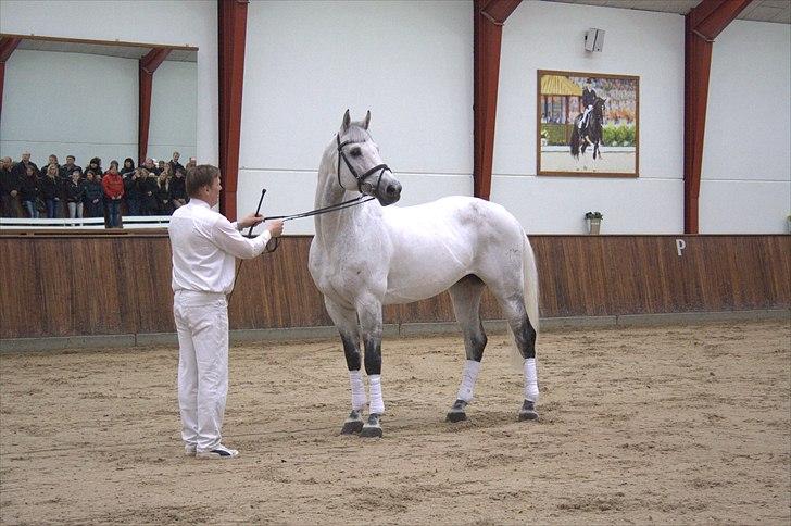 Hingste fremvisning hos Andreas Helgstrand - Min absolutte favorit hingst! :-D.

Campbell. billede 145