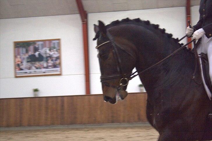 Hingste fremvisning hos Andreas Helgstrand - Findus B. billede 146