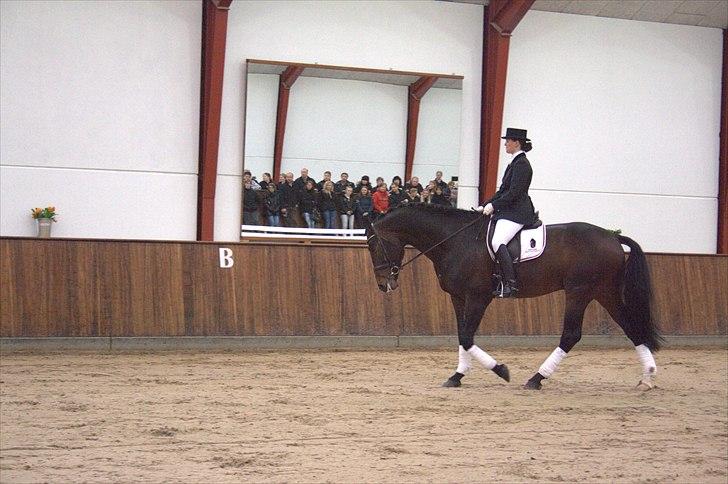 Hingste fremvisning hos Andreas Helgstrand - Findus B. billede 147