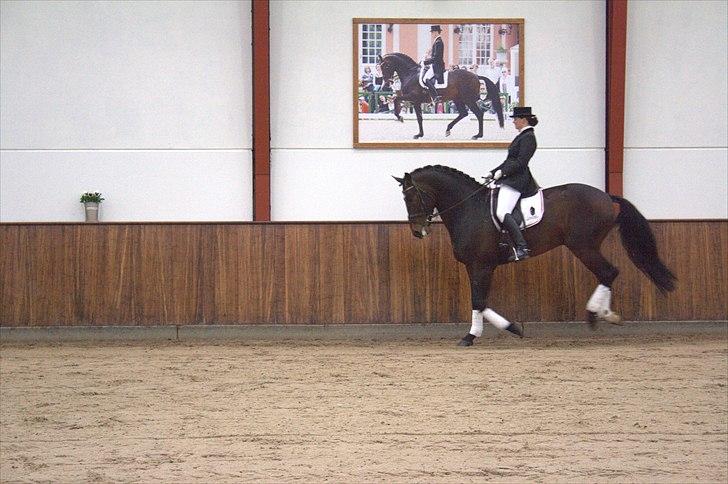 Hingste fremvisning hos Andreas Helgstrand - Findus B. billede 148