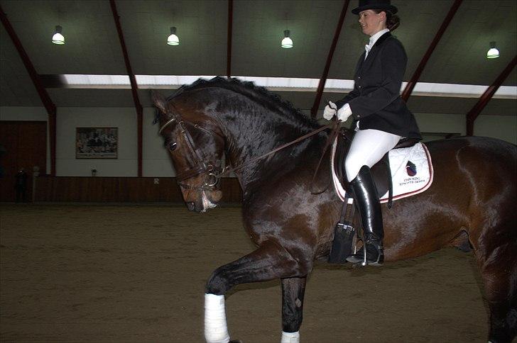 Hingste fremvisning hos Andreas Helgstrand - Findus B. billede 149