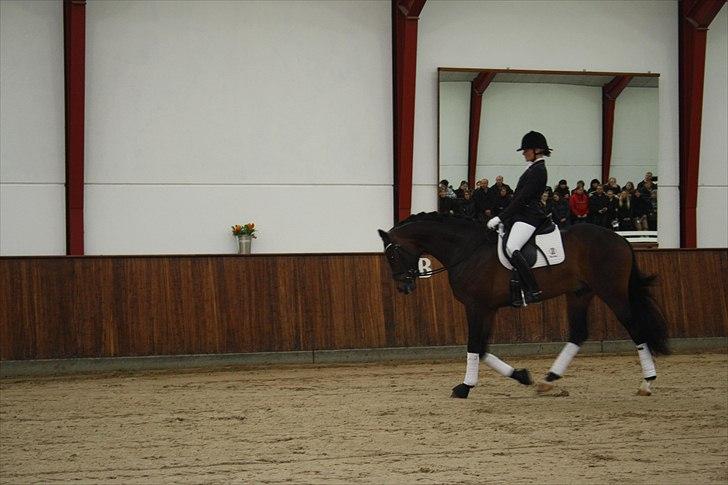 Hingste fremvisning hos Andreas Helgstrand - Zidane. billede 150