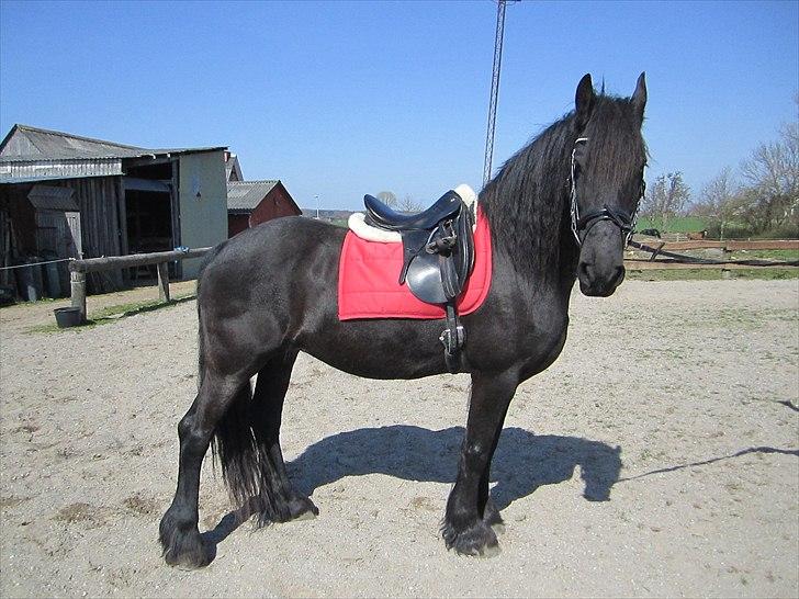 Ariel - Freiser billede 1