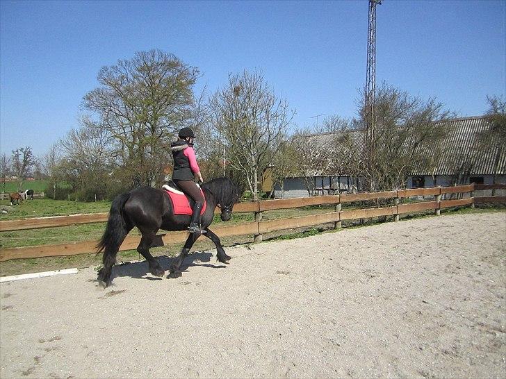 Ariel - Freiser billede 3