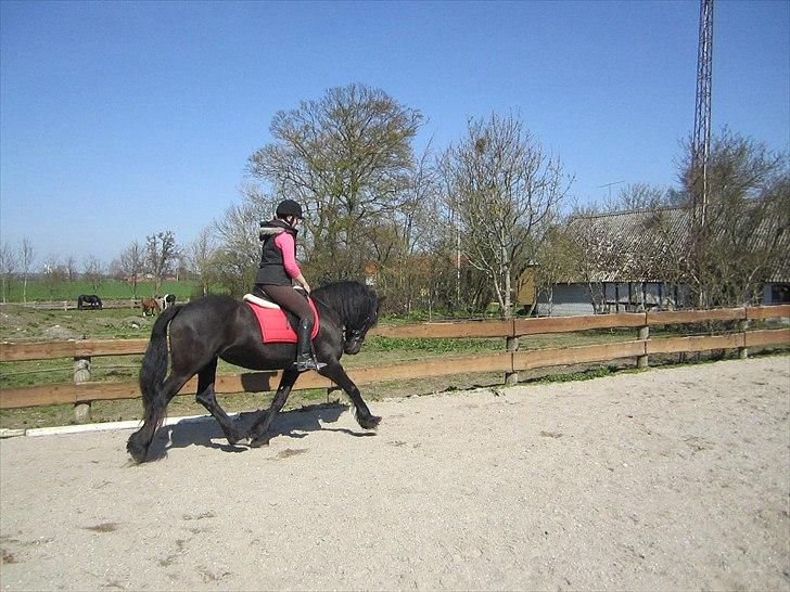 Ariel - Freiser billede 4