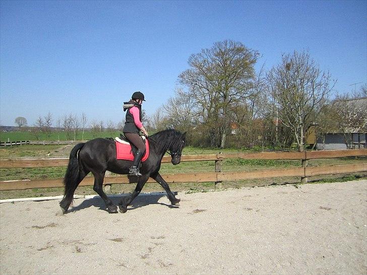 Ariel - Freiser billede 5