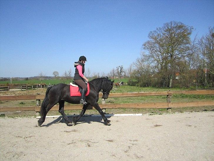 Ariel - Freiser billede 6