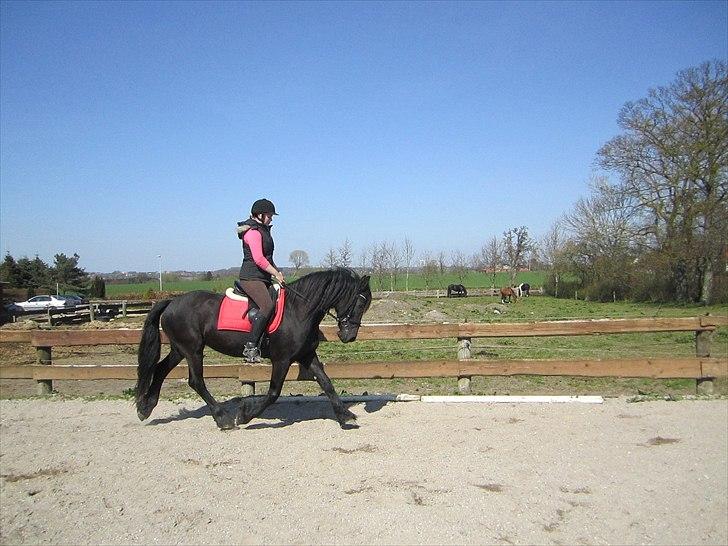 Ariel - Freiser billede 7