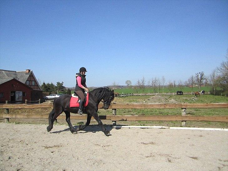 Ariel - Freiser billede 8