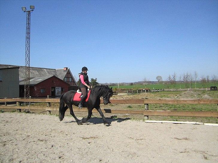 Ariel - Freiser billede 9