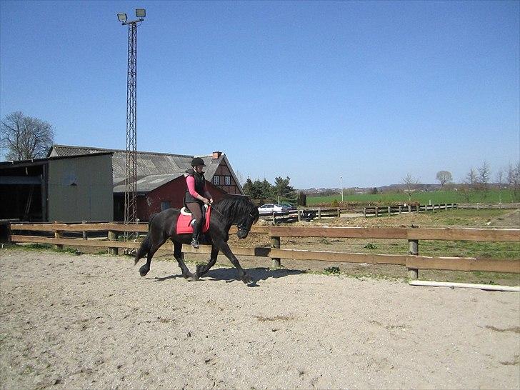 Ariel - Freiser billede 10