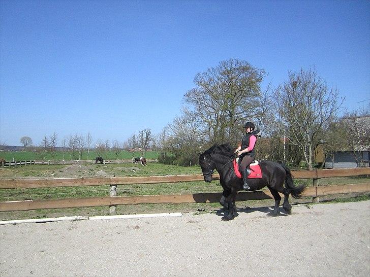 Ariel - Freiser billede 22