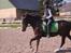 Træning d. 15/4/11 - Gallop øgning skåtigennem
