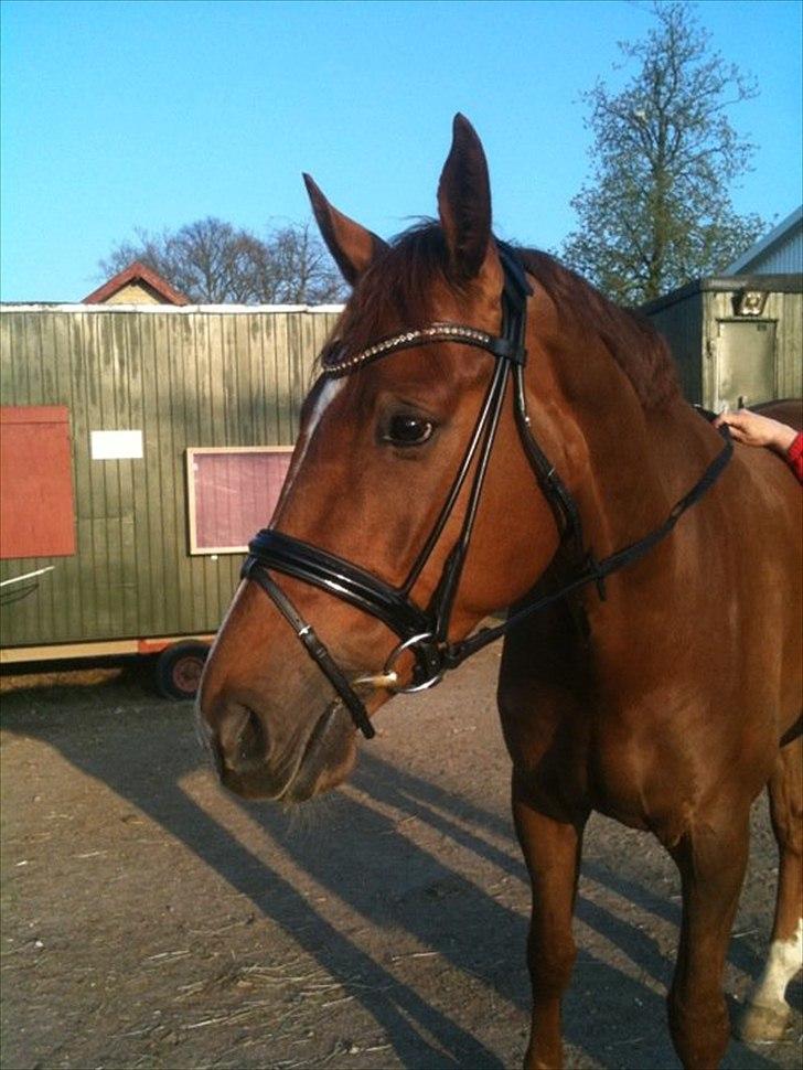 Den nye OS münchen trense... billede 1