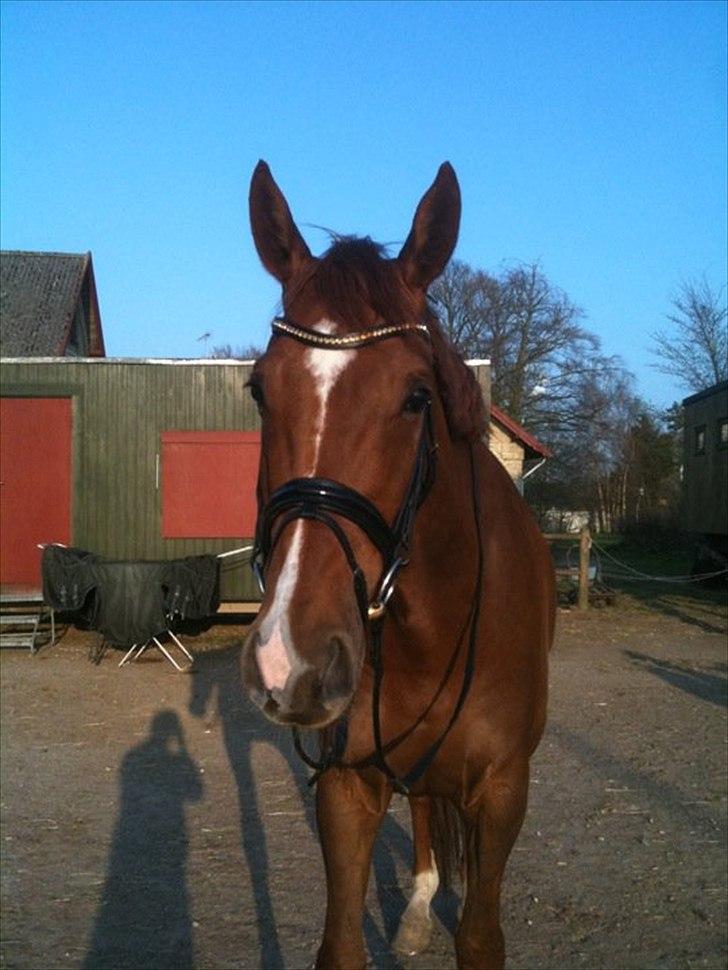 Den nye OS münchen trense... billede 2