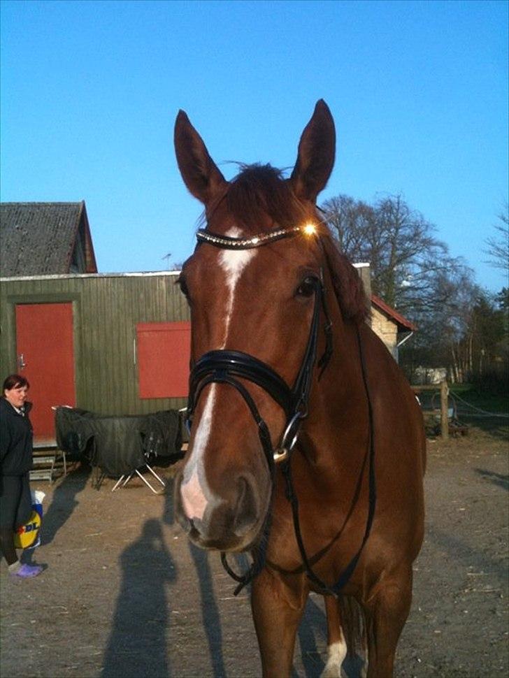 Den nye OS münchen trense... billede 3