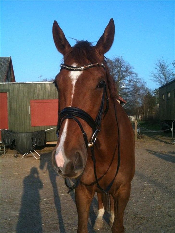 Den nye OS münchen trense... billede 4