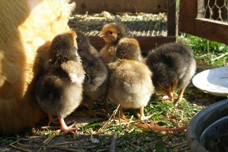 Mine høns og kyllinger billede 16