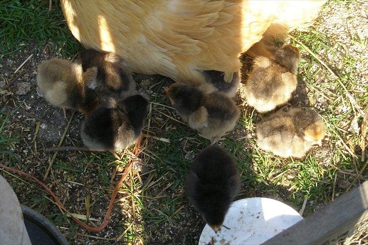 Mine høns og kyllinger billede 17