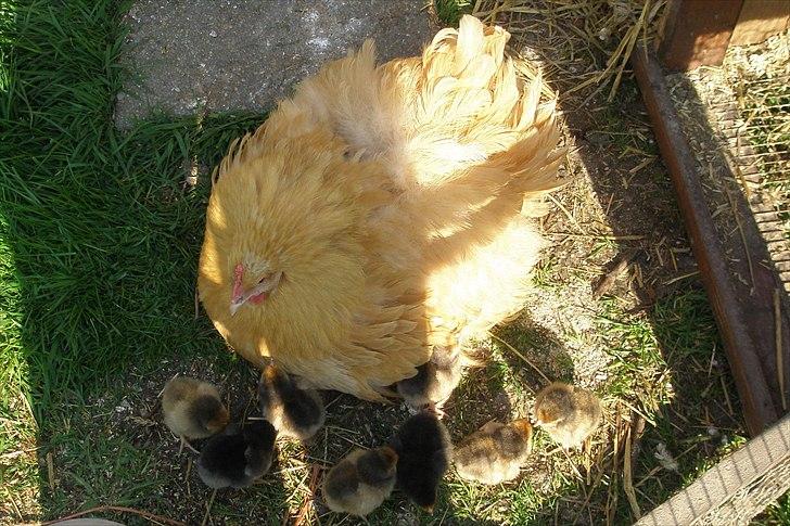 Mine høns og kyllinger billede 18