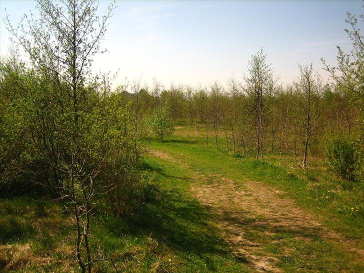 Mejlby Rideklub - Horsemanshiplejr faciliteter til sommer - En af de nærliggende skove :) billede 5