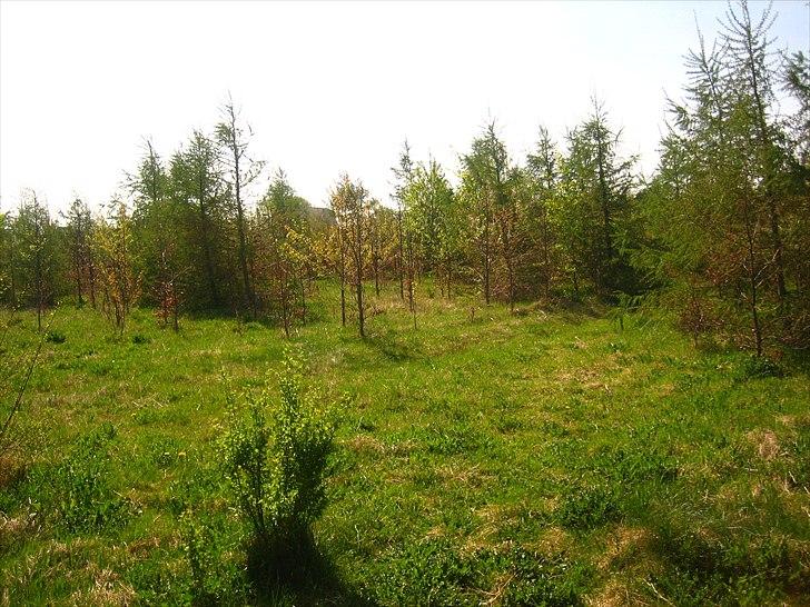 Mejlby Rideklub - Horsemanshiplejr faciliteter til sommer - En af de nærliggende skove :) billede 6