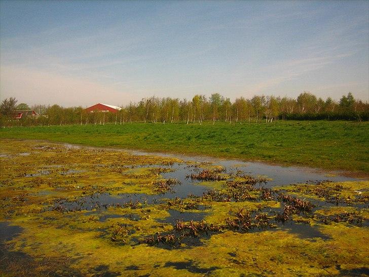 Mejlby Rideklub - Horsemanshiplejr faciliteter til sommer - Fold 3 med sø på midten, og med bænke uden for :) billede 8