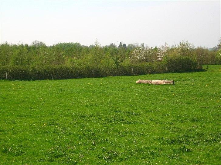 Mejlby Rideklub - Horsemanshiplejr faciliteter til sommer - Fold 2 billede 9