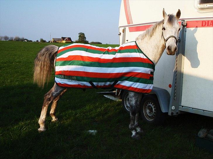 Spring træning på Junker da vi startede sammen - Så får han sit sved dækken på så han ikke kommer til at fryse <3 billede 20