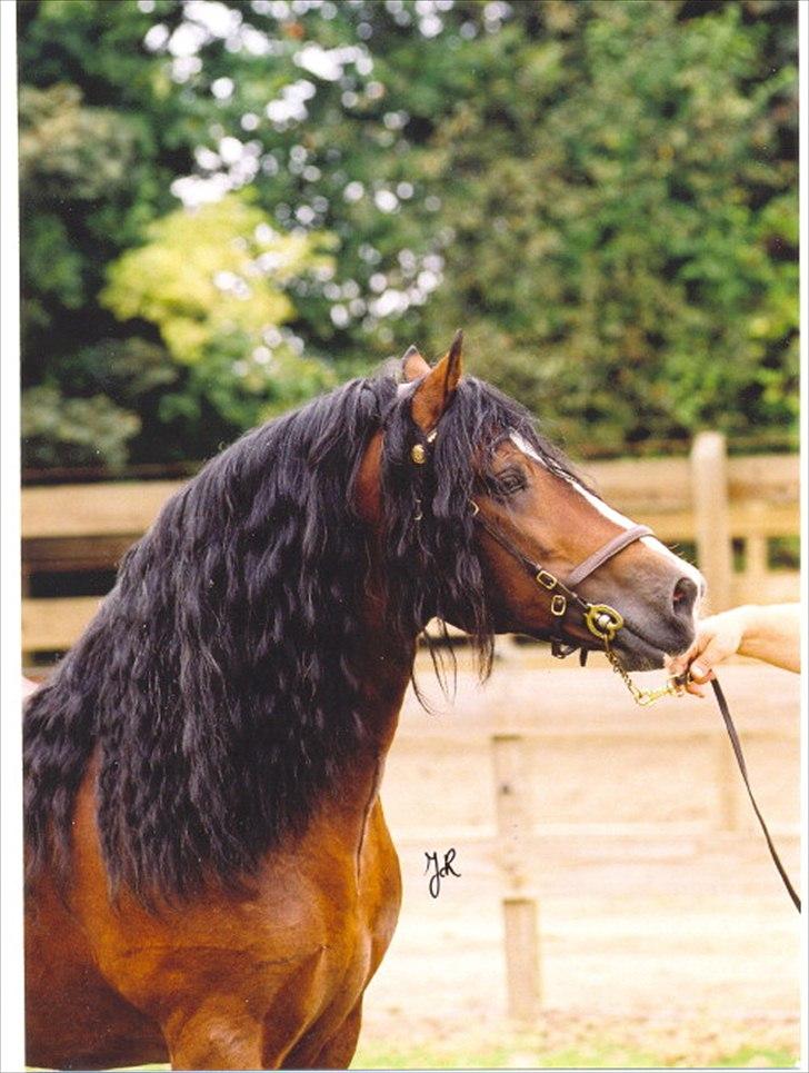  Adelheide’s  Charming Boys far Cobtain Aladin billede 1