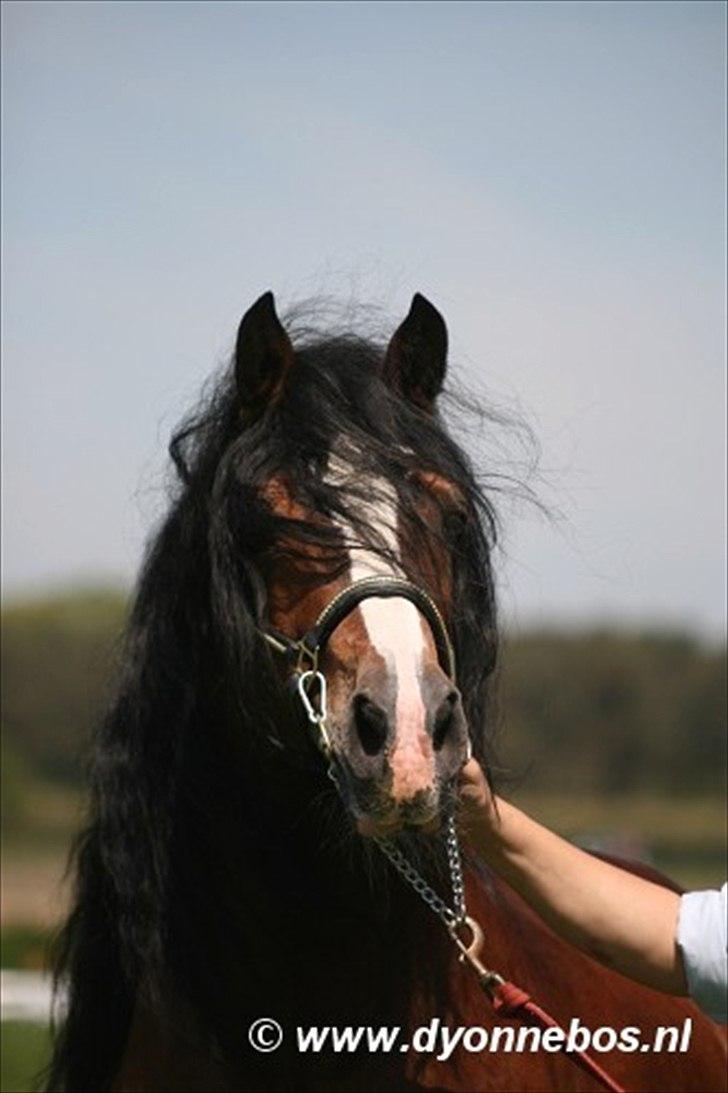  Adelheide’s  Charming Boys far Cobtain Aladin billede 3