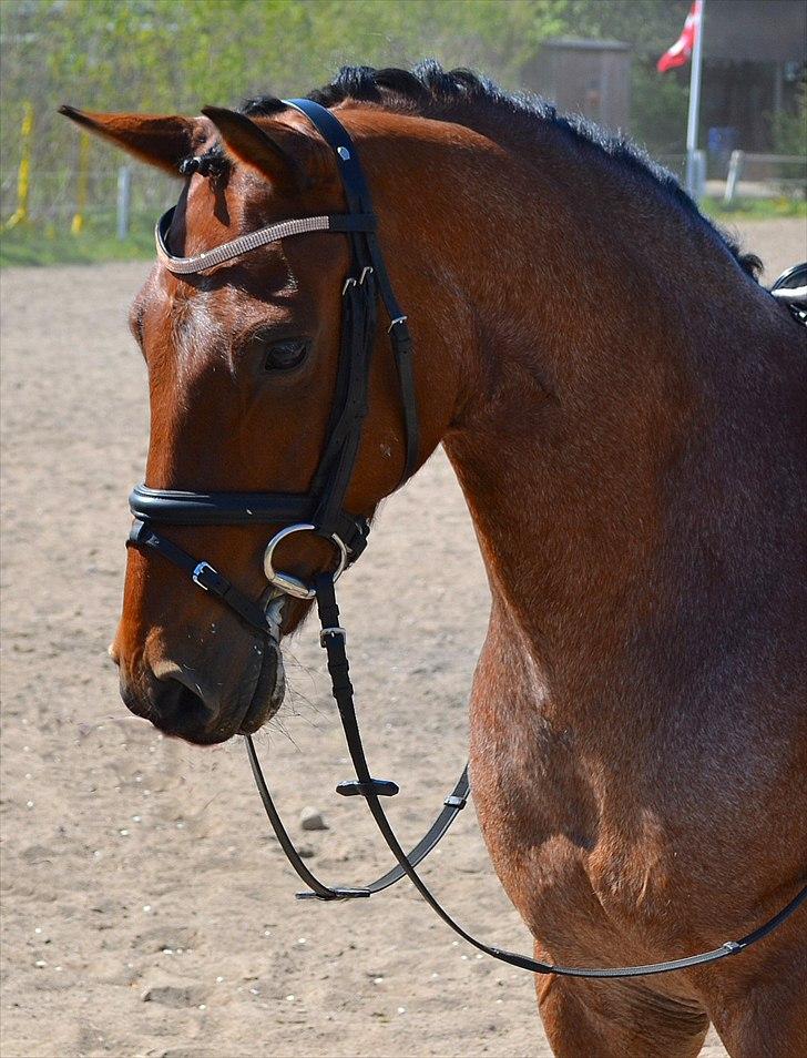 Stemningsbilleder fra stævne 30.4.11 - Se hvad jeg kan - gå i holdning for helt løs tøjle *S* billede 2