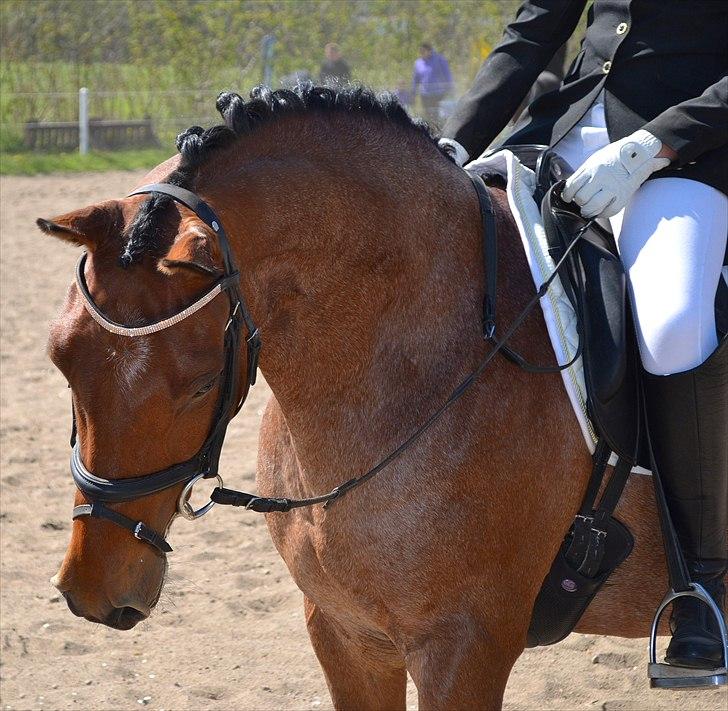 Stemningsbilleder fra stævne 30.4.11 - Han er ved at vende rigtigt med en fin hals ham Dusen billede 3