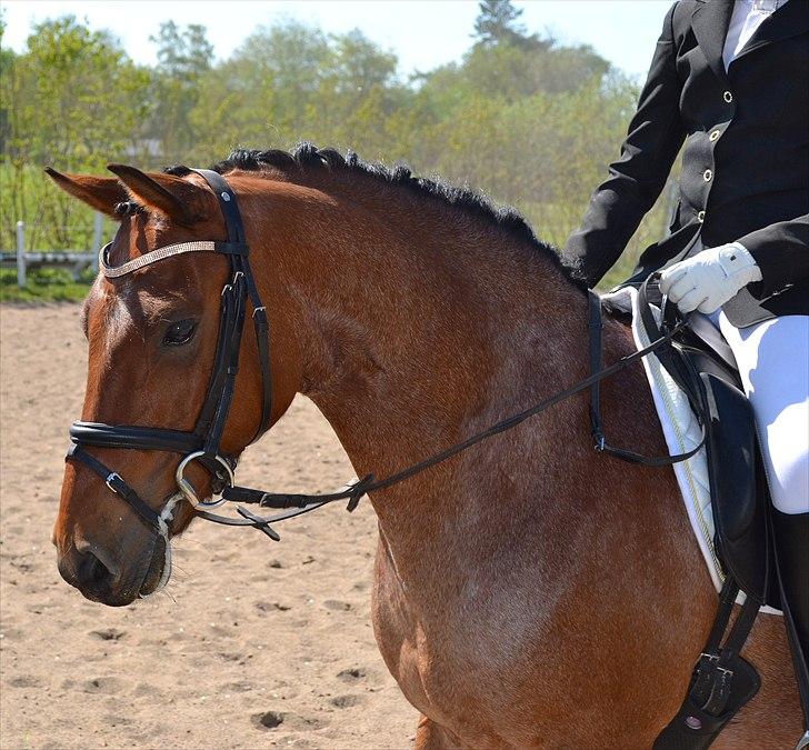 Stemningsbilleder fra stævne 30.4.11 - Lækker brunskimlet kødscooter billede 4