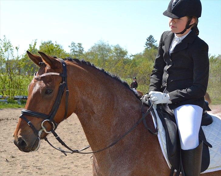 Stemningsbilleder fra stævne 30.4.11 - En tænksom equipage billede 5