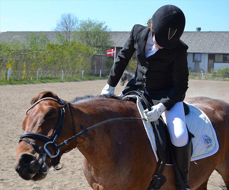 Stemningsbilleder fra stævne 30.4.11 - Jeg kan også være rigtig kikset at se på siger Dusen og ryster hovedet det bedste han har lært billede 9