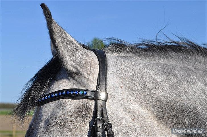 Nyt udstyr - Nini med sit fine nye pandebånd - billedet er taget af Line Børner billede 6