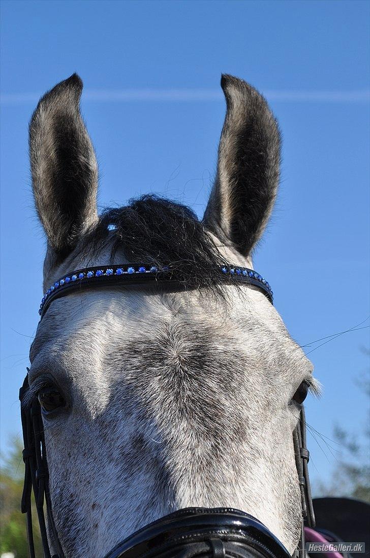 Nyt udstyr - Nini med sit fine nye pandebånd - billedet er taget af Line Børner billede 7