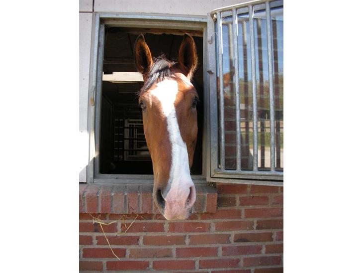 {{currentPhoto.altText}} billede {{currentPhoto.number}}