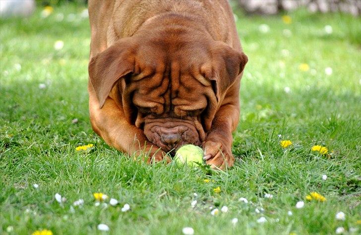 TMC©-Min grimme hund <3<3<3 billede 2