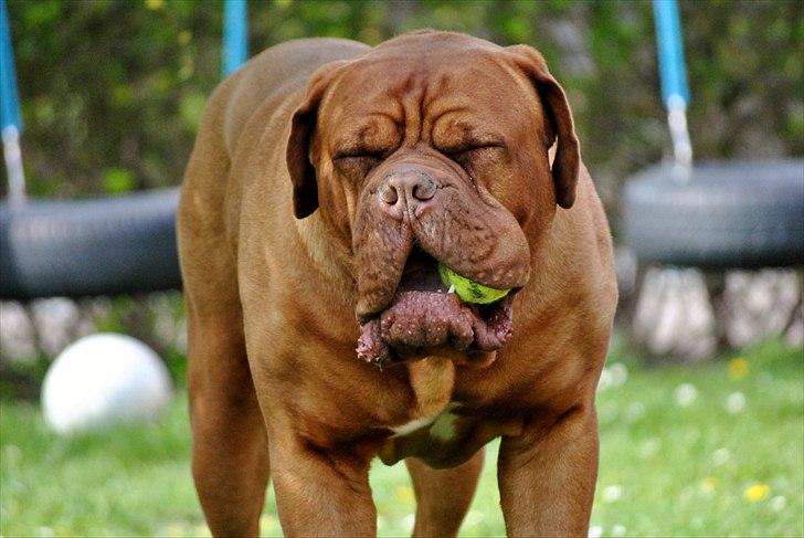 TMC©-Min grimme hund <3<3<3 billede 3