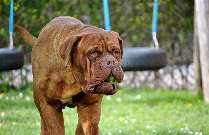 TMC©-Min grimme hund <3<3<3 billede 4