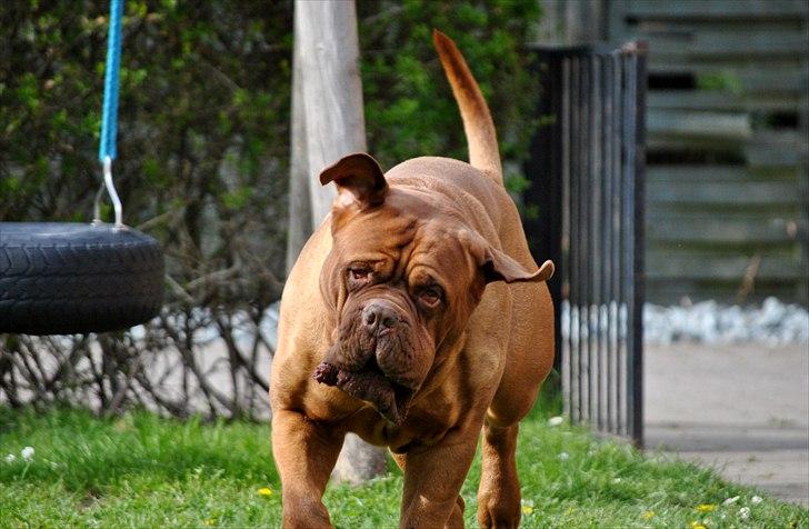 TMC©-Min grimme hund <3<3<3 billede 5