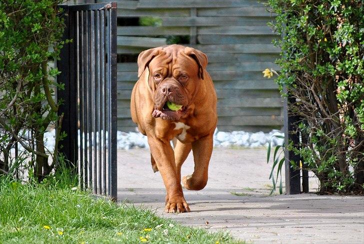 TMC©-Min grimme hund <3<3<3 billede 6