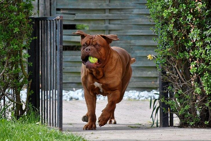 TMC©-Min grimme hund <3<3<3 billede 7