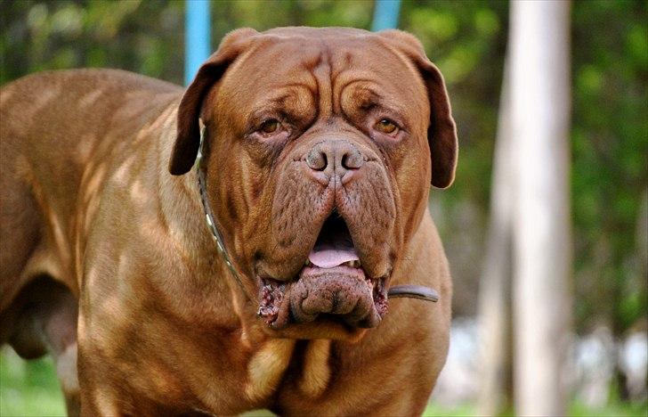 TMC©-Min grimme hund <3<3<3 billede 9